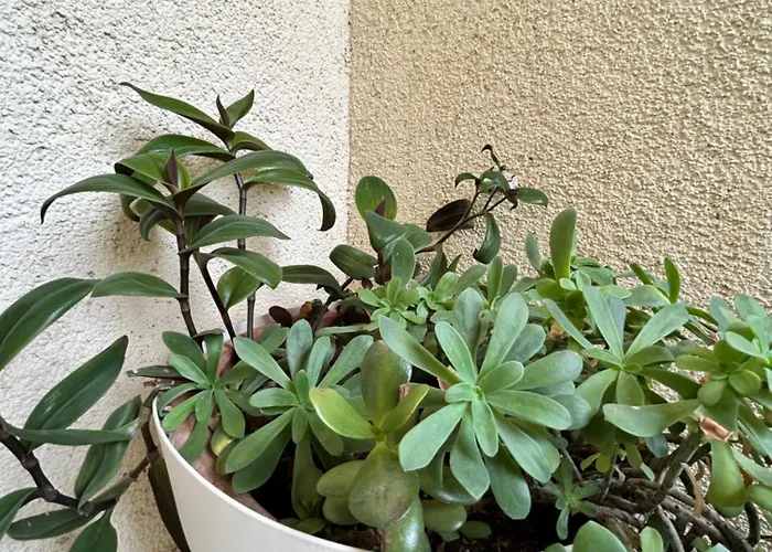 For Couples Stella Croatia