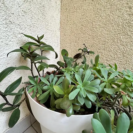 For Couples Stella Croatia